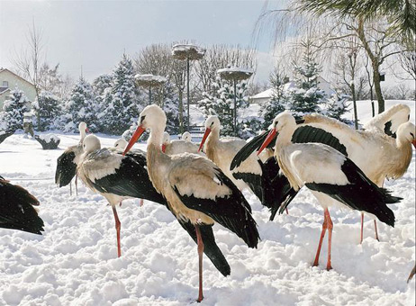 Störche im Schnee